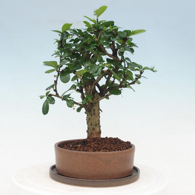 Pokojová bonsai s podmiskou - Carmona macrophylla - Čaj fuki - 4