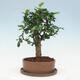 Pokojová bonsai s podmiskou - Carmona macrophylla - Čaj fuki - 4/7