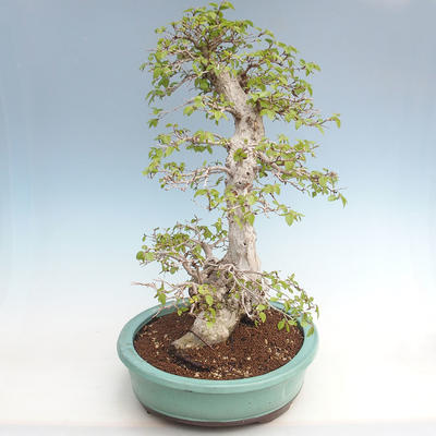 Venkovní bonsai -Carpinus CARPINOIDES - Habr korejský VB2020-566 - 4