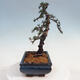 Venkovní bonsai - Cedrus Libani Brevifolia - Cedr zelený - 4/5
