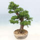Venkovní bonsai -Larix decidua - Modřín opadavý - 4/6