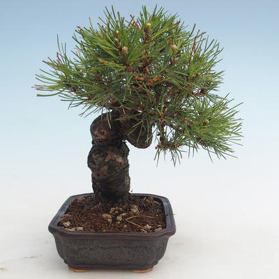 Pinus thunbergii - Borovice thunbergova VB2020-572 - 4
