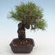 Pinus thunbergii - Borovice thunbergova VB2020-572 - 4/5