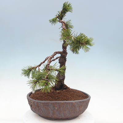 Venkovní bonsai - Pinus mugo   - Borovice kleč - 4