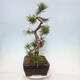 Venkovní bonsai - Pinus mugo   - Borovice kleč - 4/4