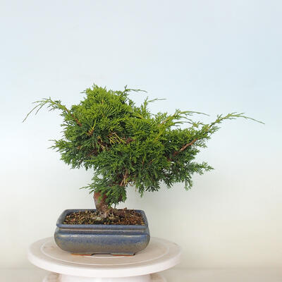 Venkovní bonsai - Juniperus chinensis Itoigawa -Jalovec čínský - 4