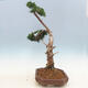 Venkovní bonsai - Juniperus chinensis -Jalovec čínský - 4/6