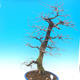 Venkovní bonsai -Habr obecný - Carpinus carpinoides - 4/4
