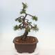 Venkovní bonsai - Pinus mugo   - Borovice kleč - 4/5