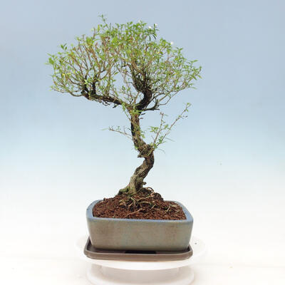 Pokojová bonsai - Serissa foetida Variegata - Strom tisíce hvězd - 4