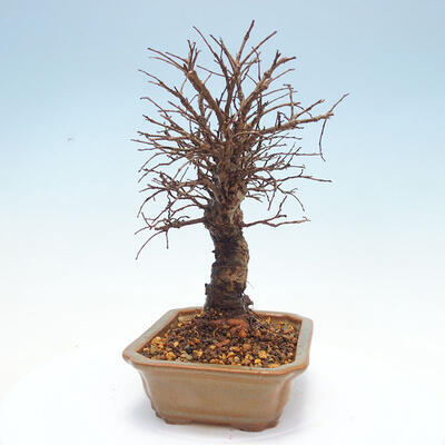 Venkovní bonsai - Zelkova - Zelkova NIRE - 4