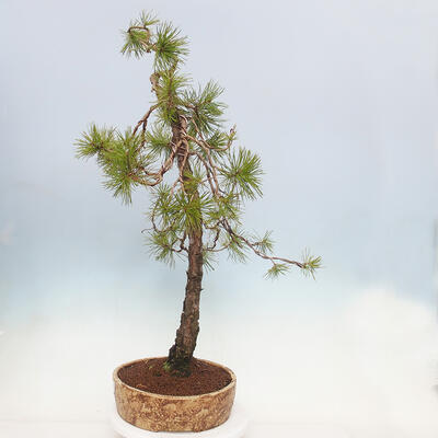 Vonkajší bonsai - Pinus sylvestris - Borovica lesná - 4
