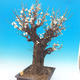 Venkovní bonsai -Japonská meruňka - Prunus Mume - 4/7