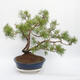 Venkovní bonsai - Pinus sylvestris - Borovice lesní - 4/4