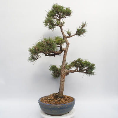 Venkovní bonsai - Pinus sylvestris Watereri - Borovice lesní - 4