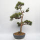 Venkovní bonsai - Pinus sylvestris Watereri - Borovice lesní - 4/4