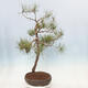 Venkovní bonsai - Pinus sylvestris - Borovice lesní - 4/4