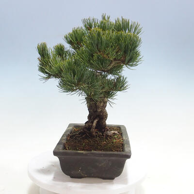 Venkovní bonsai - Pinus parviflora - Borovice drobnokvětá - 4