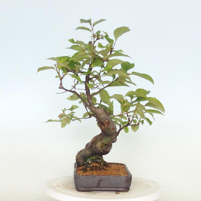 Vonkajšie bonsai - Pseudocydonia sinensis - Kdoloň čínska - 4