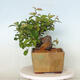 Venkovní  bonsai -  Pseudocydonia sinensis - Kdouloň čínská - 4/4