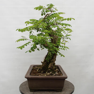 Venkovní bonsai - Trnovník  Akát - Robinia pseudoacacia - 4