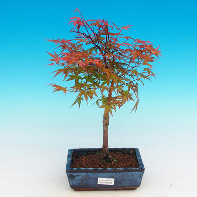 Venkovní bonsai - Acer palmatum Beni Tsucasa - Javor dlanitolistý - 4