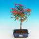 Venkovní bonsai - Acer palmatum Beni Tsucasa - Javor dlanitolistý - 4/4