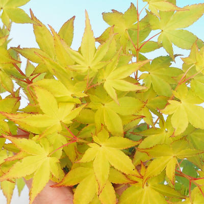 Venkovní bonsai - Acer palmatum Aureum - Javor dlanitolistý zlatý - 4