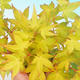 Venkovní bonsai - Acer palmatum Aureum - Javor dlanitolistý zlatý - 3/3