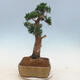 Venkovní bonsai - Juniperus chinensis -Jalovec čínský - 4/6