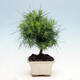 Pokojová bonsai-Pinus halepensis-Borovice alepská - 4/4