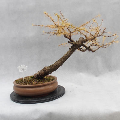 Venkovní bonsai -Modřín opadavý - Larix decidua - 4