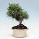 Izbová bonsai-Pinus halepensis-Borovica alepská - 4/4