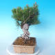 Pinus thunbergii - Borovice thunbergova - 4/5