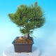 Pinus thunbergii - Borovice thunbergova - 4/5
