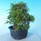 Venkovní bonsai - Juniperus chinensis ITOIGAWA - Jalovec čínský - 4/6
