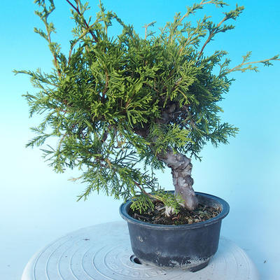Venkovní bonsai - Juniperus chinensis ITOIGAWA - Jalovec čínský - 4