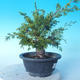 Venkovní bonsai - Juniperus chinensis ITOIGAWA - Jalovec čínský - 4/6