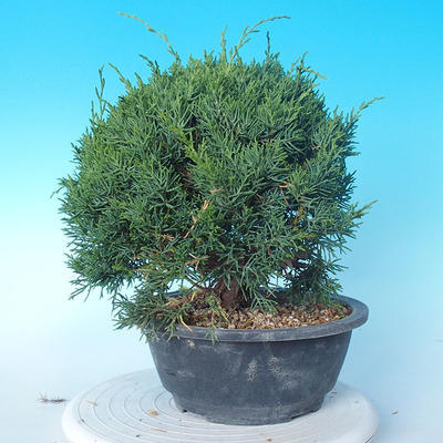 Venkovní bonsai - Juniperus chinensis ITOIGAWA - Jalovec čínský - 4