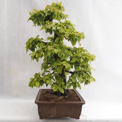Venkovní bonsai - Habr obecný - Carpinus betulus VB2019-26689 - 4