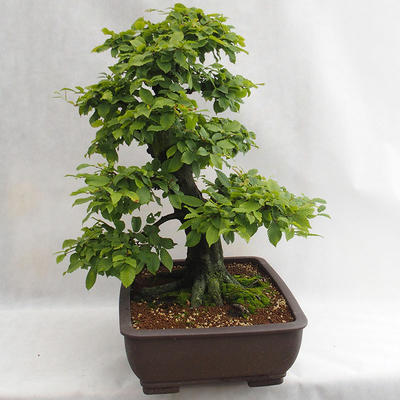 Venkovní bonsai - Habr obecný - Carpinus betulus VB2019-26690 - 4
