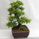 Venkovní bonsai - Habr obecný - Carpinus betulus VB2019-26690 - 4/5