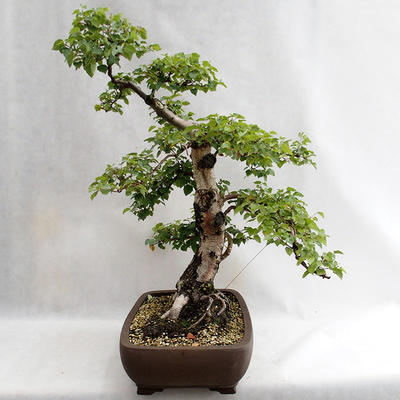 Venkovní bonsai - Betula verrucosa - Bříza bělokorá  VB2019-26695 - 4