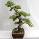 Venkovní bonsai - Betula verrucosa - Bříza bělokorá  VB2019-26695 - 4/5