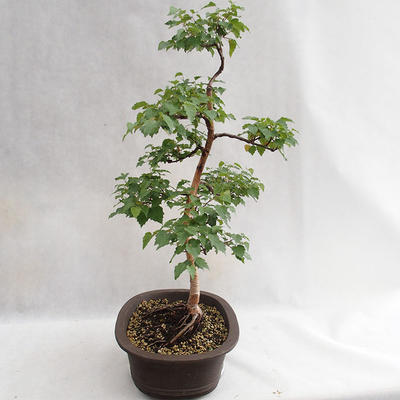 Venkovní bonsai - Betula verrucosa - Bříza bělokorá  VB2019-26696 - 4