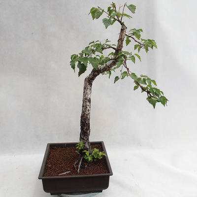Venkovní bonsai - Betula verrucosa - Bříza bělokorá  VB2019-26697 - 4