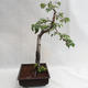 Venkovní bonsai - Betula verrucosa - Bříza bělokorá  VB2019-26697 - 4/5