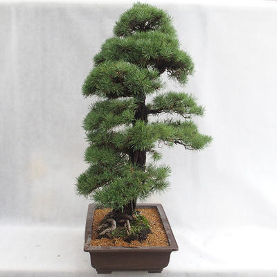 Venkovní bonsai - Pinus sylvestris - Borovice lesní VB2019-26699 - 4