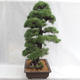Venkovní bonsai - Pinus sylvestris - Borovice lesní VB2019-26699 - 4/6
