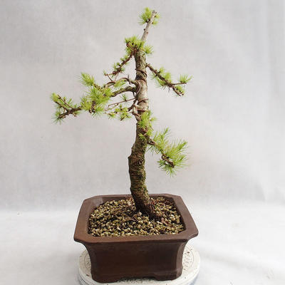 Venkovní bonsai -Larix decidua - Modřín opadavý VB2019-26702 - 4